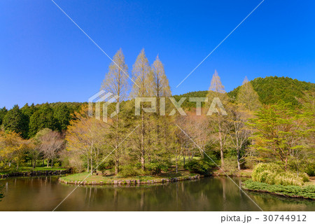 静岡県函南町、原生の森公園、芽吹きの頃 30744912