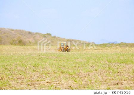 Tractor plows a field preparing for the rice grow 30745016