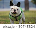 公園でお散歩するフレンチブルドッグ 30745324