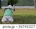 フレンチブルドッグ休憩中の後ろ姿 30745327