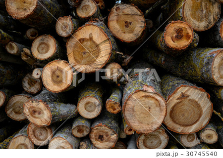 Stacked Wood Logs With Pine Trees Stacked Wood Logs With Pine Trees 30745540