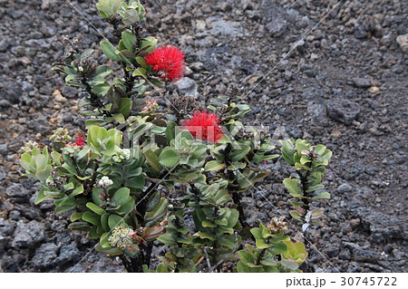 ハワイ島の溶岩台地 30745722