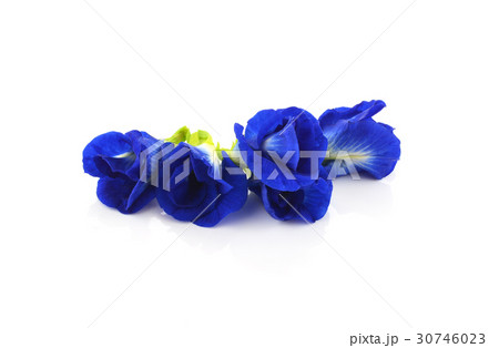 Butterfly Pea isolated on white background 30746023