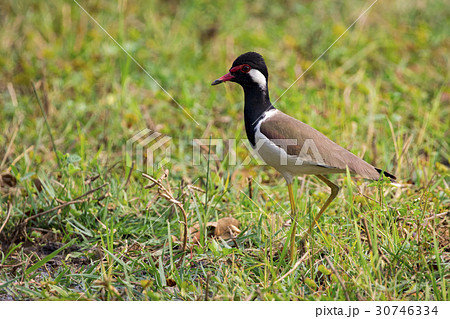 Image of red-wattled lapwing bird. 30746334
