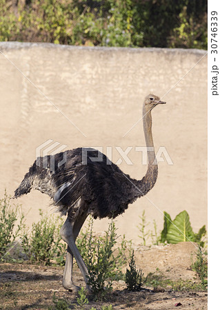 Image of an ostrich on nature background. 30746339