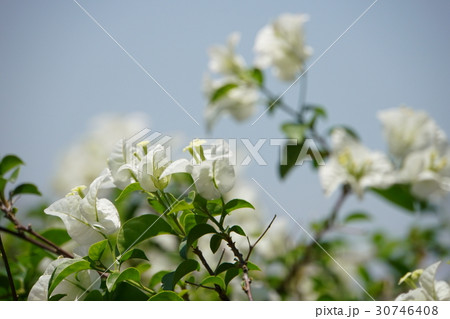 ブーゲンビリア、ブーゲンビレアの花（Bougainvillea, Bougain Villea） 30746408