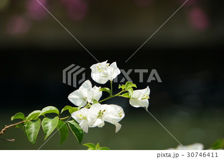 ブーゲンビリア、ブーゲンビレアの花（Bougainvillea, Bougain Villea） 30746411