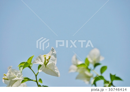 ブーゲンビリア、ブーゲンビレアの花（Bougainvillea, Bougain Villea） 30746414
