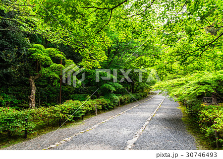 新緑の京都 二尊院 紅葉の馬場 新緑の京都 二尊院 紅葉の馬場 30746493