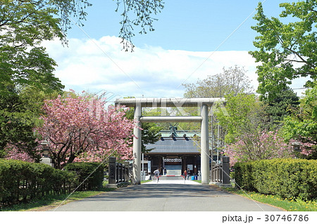 八重桜と札幌護国神社 30746786