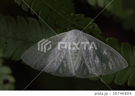 生き物　昆虫　ヒメスカシドクガ、妖しい美しさ。光を反射した半透明の翅に漣の様な模様が現れています 30746804