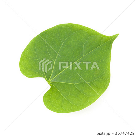 leaves isolated leaves isolated 30747428