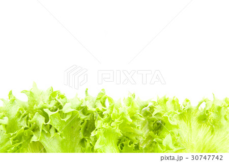 fresh lettuce leaves close up isolated 30747742