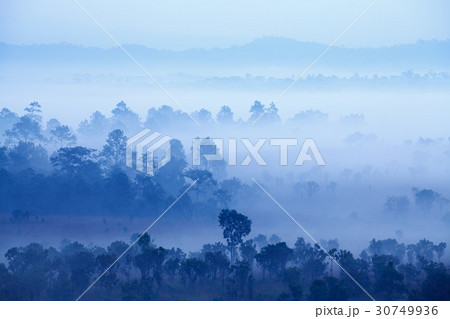 Fog in forest at Thung Salang Luang National Park Fog in forest at Thung Salang Luang National Park 30749936