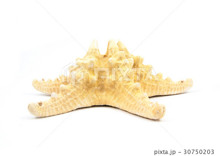 starfish isolated starfish isolated 30750203