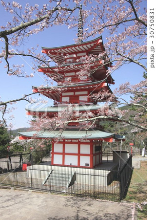 桜咲く富士吉田市の新倉山浅間公園に建つ五重の塔、忠霊塔 30750831