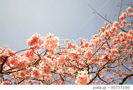 出雲大社の桜2 出雲大社の桜2 30757280