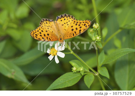 ツマグロヒョウモン 30757529