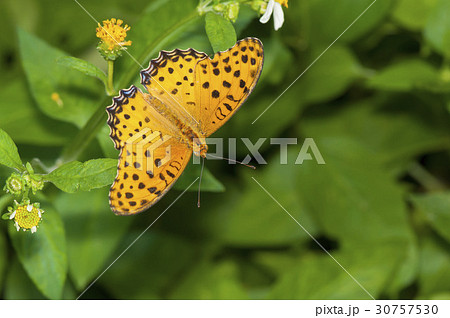 ツマグロヒョウモン 30757530