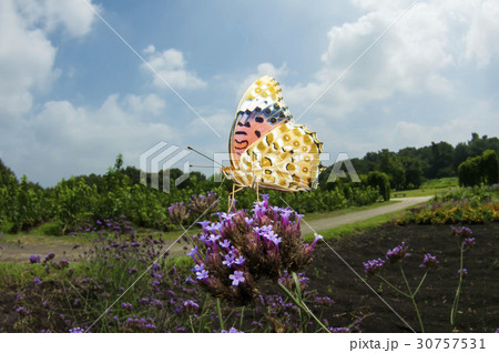 ツマグロヒョウモン 30757531