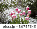 tulips in the snow 30757645