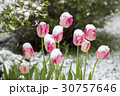 tulips in the snow 30757646