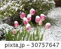 tulips in the snow 30757647