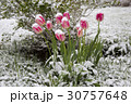 tulips in the snow 30757648