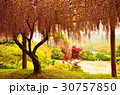 藤と紅葉のコラボレーション 30757850
