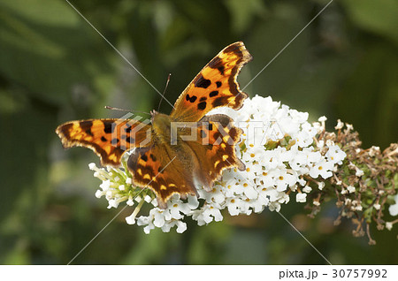 シータテハ シータテハ 30757992