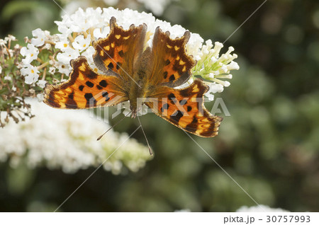 シータテハ シータテハ 30757993