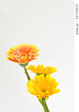 ガーベラ ガーベラ 30758033