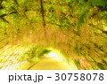 白藤のトンネル 30758078