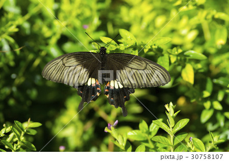 シロオビアゲハ 30758107