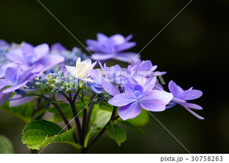 高林寺のアジサイ(二本松市) 高林寺のアジサイ(二本松市) 30758263