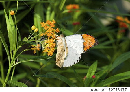 ツマベニチョウ 30758437