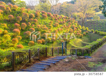 【静岡県】山中城址公園のツツジ 30758587