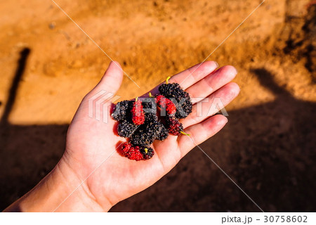 Close up Mulberries in hand Close up Mulberries in hand 30758602