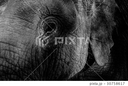 Elephant closeup portrait of eye and face 30758617