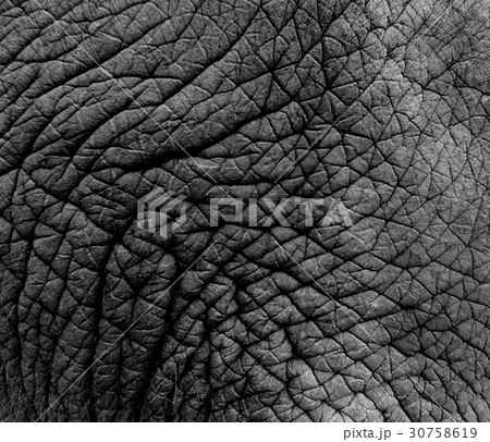 texture of real elephant skin 30758619
