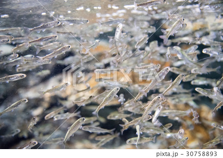 鮭の稚魚 鮭の稚魚 30758893