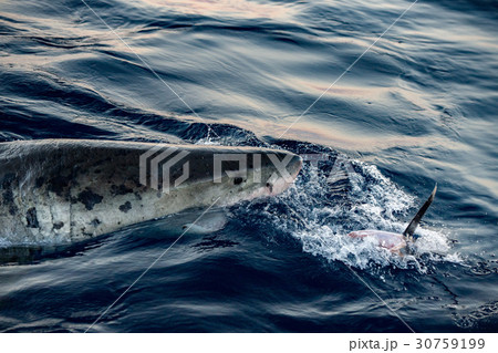 Great White shark ready to attack a fish 30759199