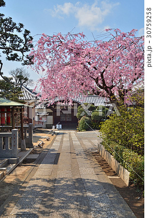 谷中散歩：龍泉寺参道 30759258