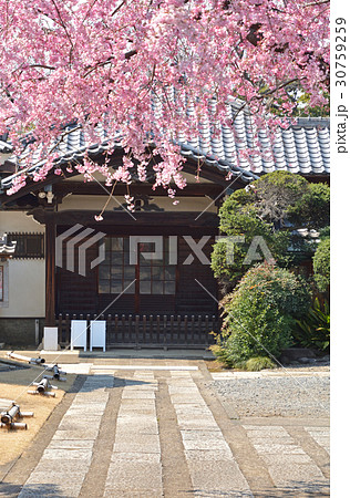 谷中散歩:龍泉寺参道 谷中散歩:龍泉寺参道 30759259