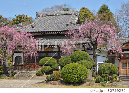 谷中散歩:青雲寺 本堂 谷中散歩:青雲寺 本堂 30759272