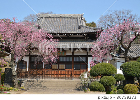 谷中散歩：青雲寺　本堂 30759273