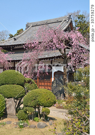 谷中散歩：青雲寺　本堂 30759279