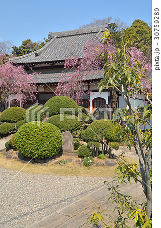 谷中散歩：青雲寺　本堂 30759280