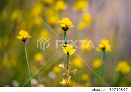 Bee is storing syrup from flowers spring season Bee is storing syrup from flowers spring season 30759347