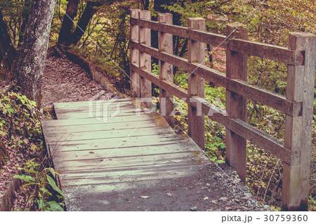 Walkway path on Nyoho Mt. with Japanese Maple leaf 30759360